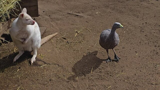 An albino Kangaroo and cape barren goose standing beside each other 