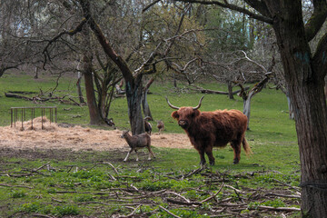 highland cow on a farm