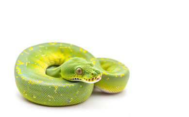 Green tree python - Morelia viridis in front of a white background  - 778490739