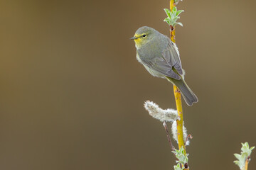 Orange-crowned Warbler
