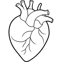 Heart Isolated Detailed Anatomy on White Background