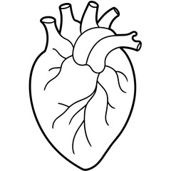 Heart Isolated Detailed Anatomy on White Background