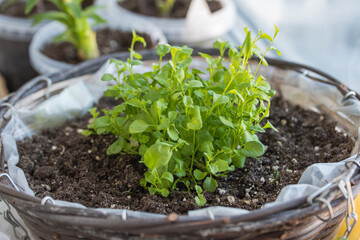 small seedlings in a pot, Planting young seedlings on spring day