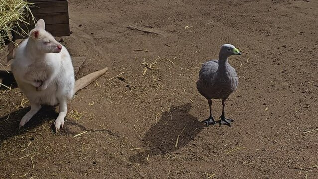 Close up of Kangaroo standing beside a cape barren goose