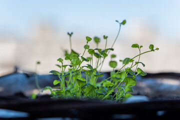 plastic plant pots containing tiny seedlings erupting from the soil within a poly tunnel.