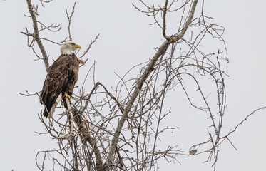 Bald eagle perched in a bare tree.