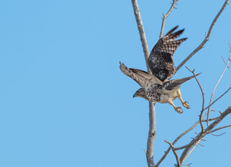 Red tailed hawk takes off from a branch, wings flapping up.
