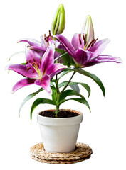 lily flower in a flowerpot isolated with transparent background. clipart. png