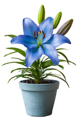 blue lily flower in a flowerpot isolated with transparent background. clipart. png