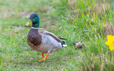 Portrait of a male mallard duck, or drake, walking in the bright green grass toward the camera in spring.