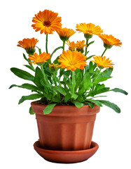 orange calendula flower in a flowerpot isolated with transparent background. clipart. png