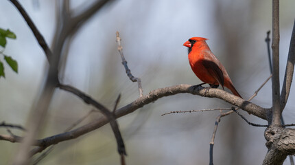 Northern cardinal perched on a bare branch.