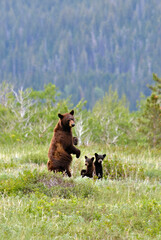 Brown Bear and Two Cubs, Glacier National Park, Montana, Female and Cubs in a field, June 2018, spotting us from a distance