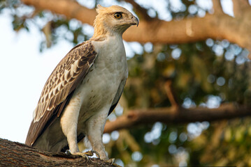 Changeable Hawk-eagle