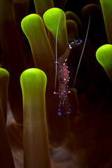 A picture of a Cleaner shrimp