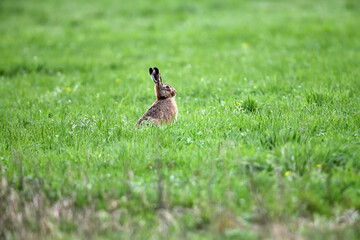 Frei lebende Tiere in Serie zu Pfingsten. langohr Hase sitzt auf grüner Natur-Wiese im Grasfeld.