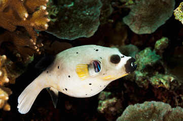 A picture of a puffer fish
