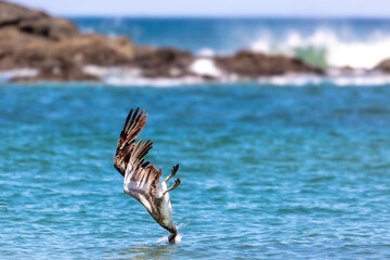 Pelican diving