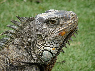 Iguana