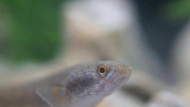 The Javanese snakehead fish, or Channa striata, known locally as ikan gabus or ikan kotes, inhabits freshwater bodies like rivers and swamps. It feeds on smaller fish, insects, and aquatic invertebrat
