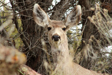 Idaho Mule Deer