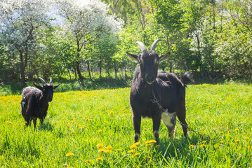 Two black goats