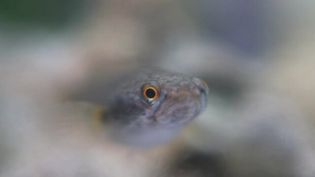 The Javanese snakehead fish, or Channa striata, known locally as ikan gabus or ikan kotes, inhabits freshwater bodies like rivers and swamps. It feeds on smaller fish, insects, and aquatic invertebrat