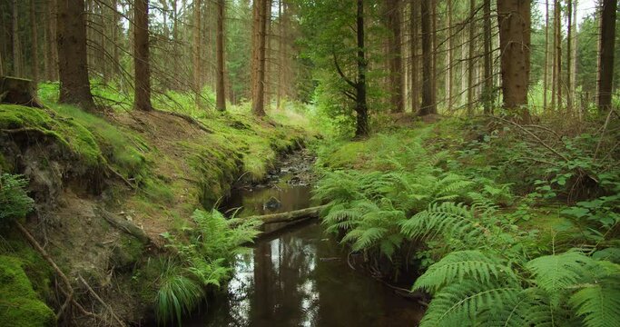 A secluded stream glistens amid the moss covered banks of a dense Austrian forest during the lush greenery of summer. Arbor Day.