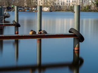 Langzeitbelichtung, schlafende Enten auf einem Bootssteg, Berlin, Deutschland