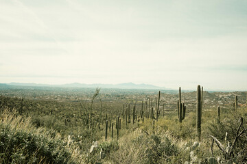 Fototapeta na wymiar View of cactuses 