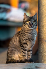 Cute little gray cat, pet, stock photo