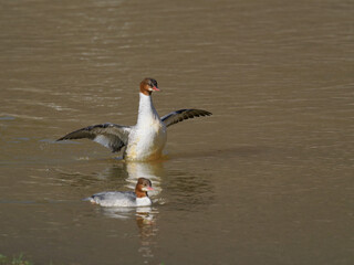 Obraz premium Gänsesäger