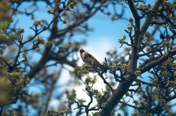 A small bird sits among the branches of a tree