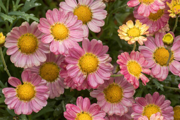 Marguerite Daisy 'Angelic Sweets' in bloom.