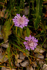 Small scabious, Mount Pilatus, Nidwalden and Obwalden, Switzerland