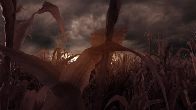 Withered cornfield in front of dramatic sky