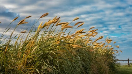 Generative Ai Tall Grasses Blowing In The Wind Against A Blue Sky