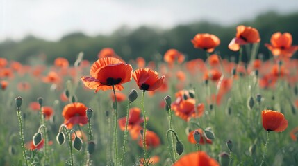 poppy field close-up