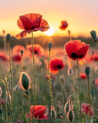 poppy field at sunset close-up