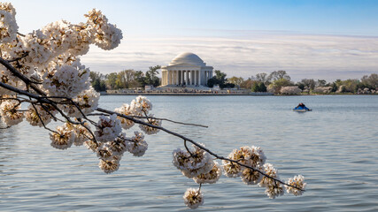 Spring cherry blossoms  in Washington, DC