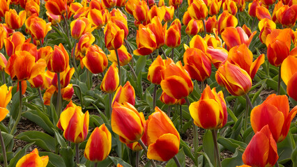 Tulips