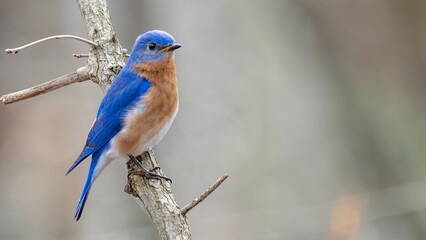 Bluebird