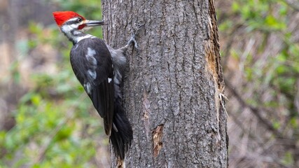 Pileated woodpecker