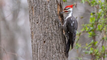 Pileated woodpecker