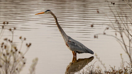 Great blue heron