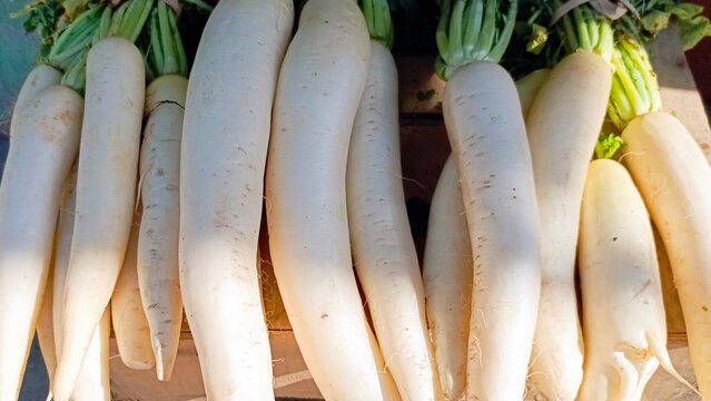 Daikon white, radish,  winter radish,  Oriental radish,  long white radish, mooli