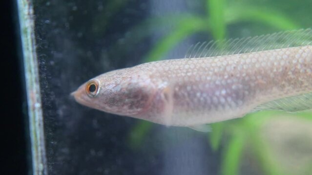 The Javanese snakehead fish, or Channa striata, known locally as ikan gabus or ikan kotes, inhabits freshwater bodies like rivers and swamps. It feeds on smaller fish, insects, and aquatic invertebrat