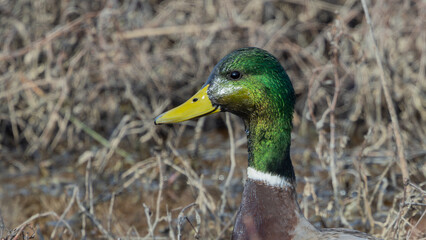 Mallard Duck