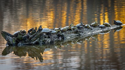 Turtles on a log at sunset