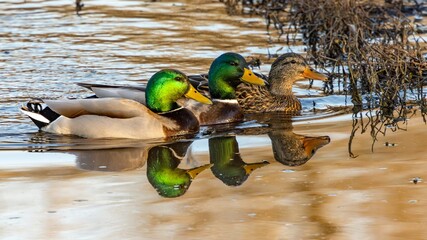 Mallard Duck